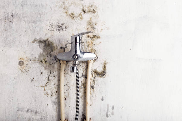 Best Basement Mold Remediation in Lost Hills, CA