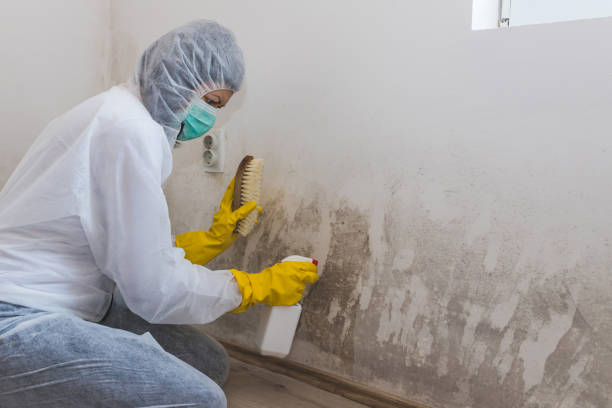 Best Industrial Mold Remediation in Lost Hills, CA