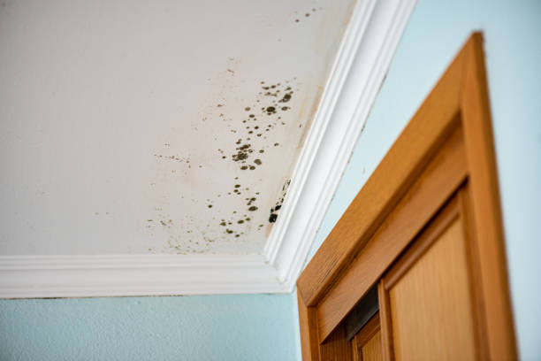 Best Post-Remediation Services in Lost Hills, CA
