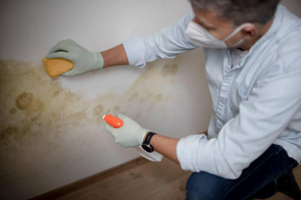 Best Crawl Space Mold Remediation in Lost Hills, CA