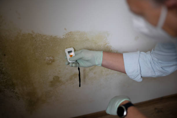 Best Kitchen Mold Remediation in Lost Hills, CA