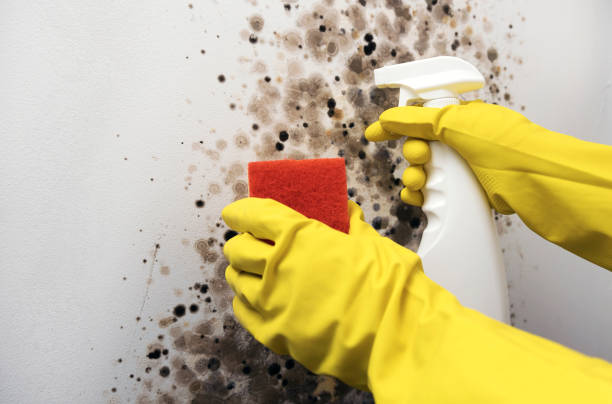 Best Black Mold Remediation in Lost Hills, CA