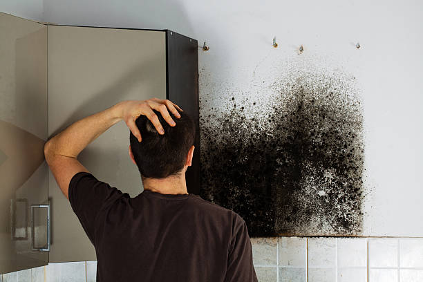 Reliable Lost Hills, CA Mold Remediation Solutions
