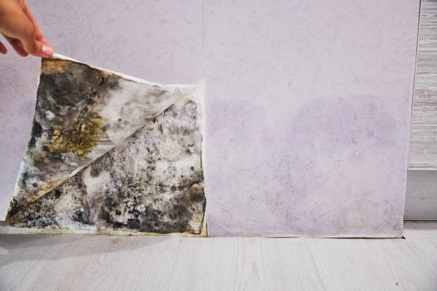 Best Mold Remediation for Schools in Lost Hills, CA